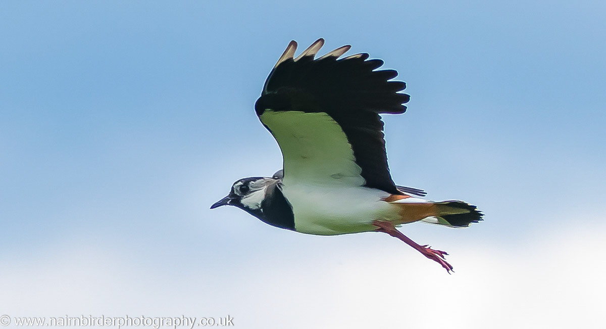 Lapwing a Lochindorb