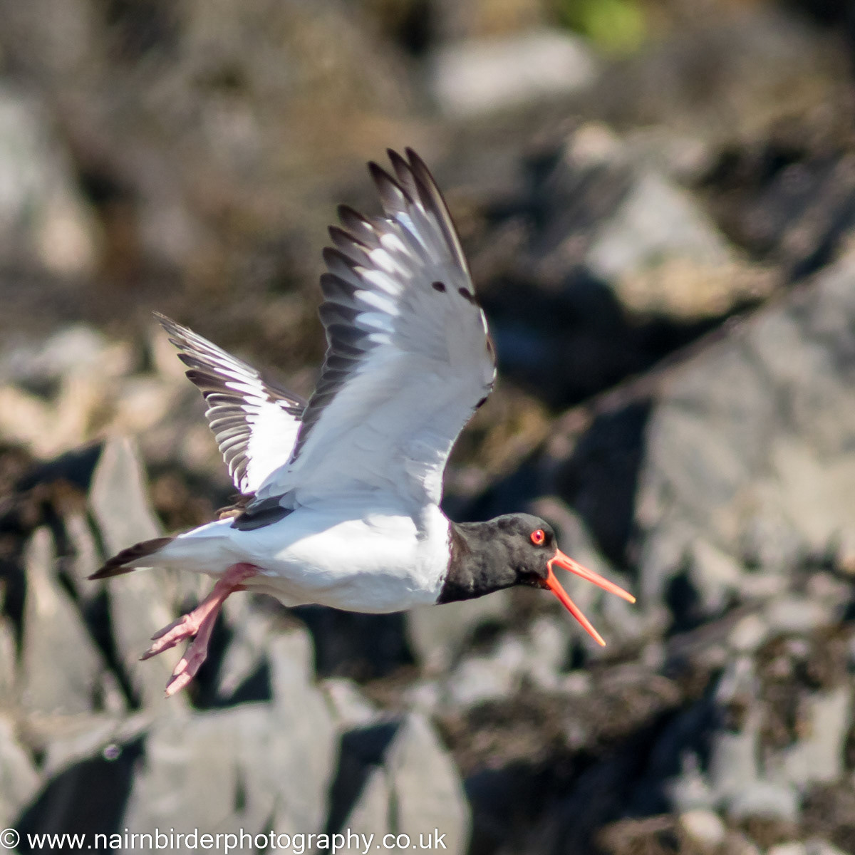 Oystercatcher in flight, on Mull