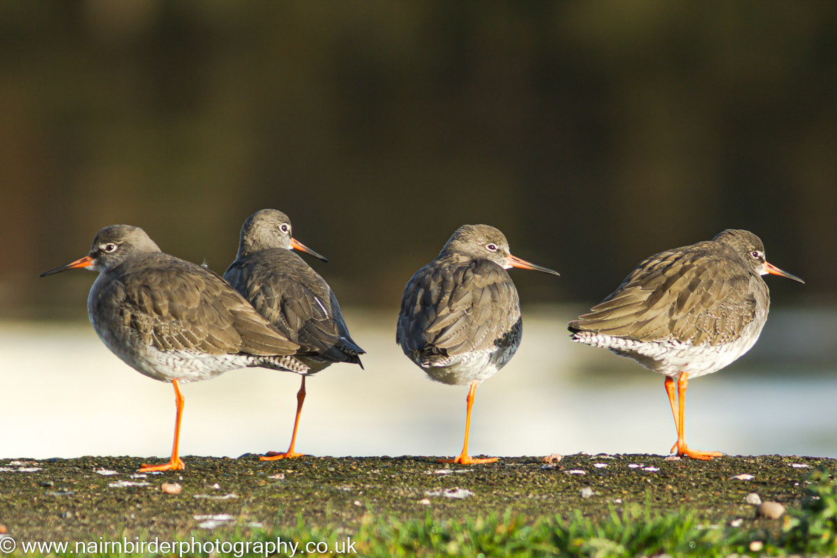 Redshanks at Nairn Harbour