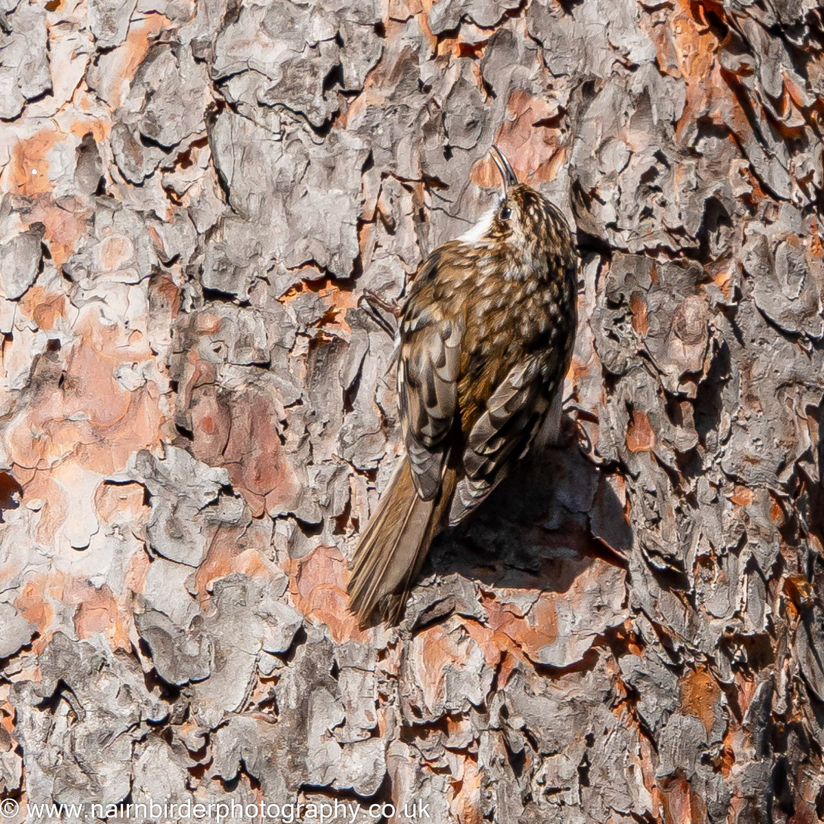 Treecreeper along the River Nairn