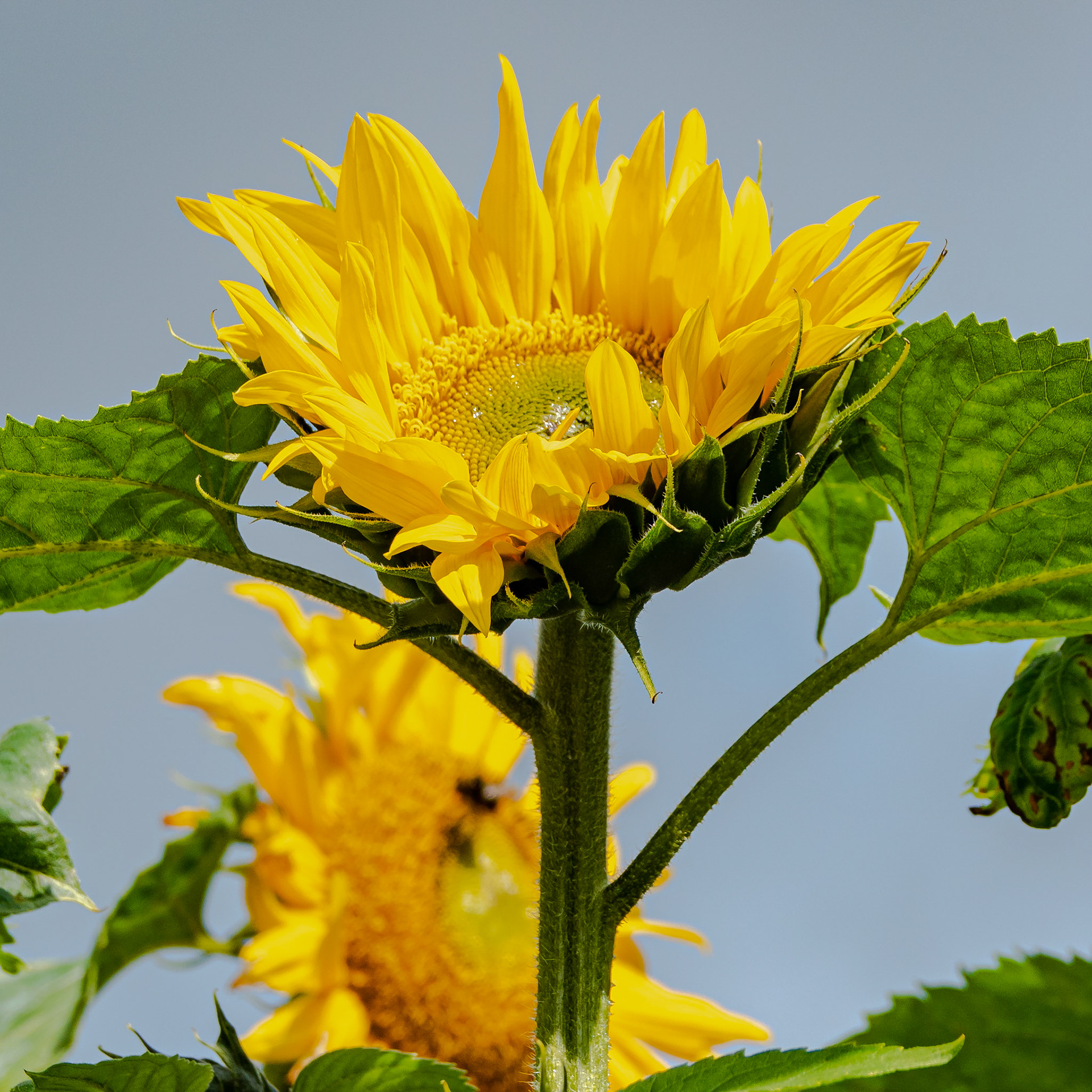 Sunflower in a Nairn Garden