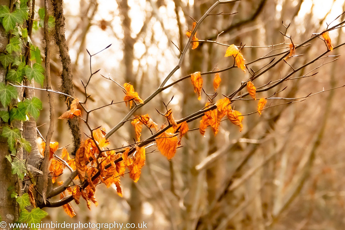 Signs of Autumn