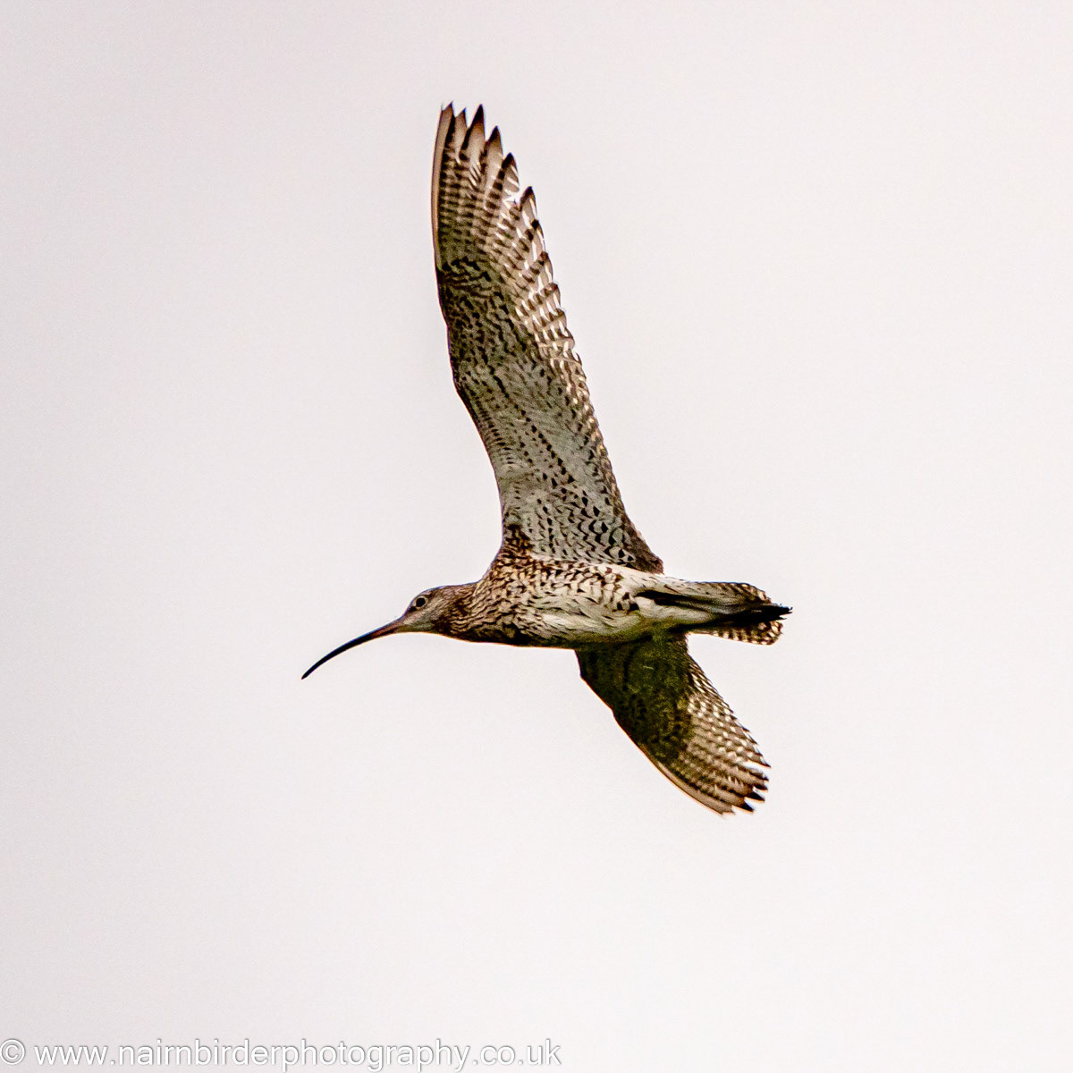 Curlew