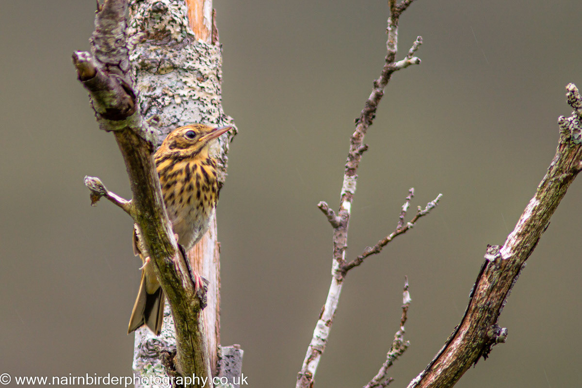 Pipit at Kinlochewe