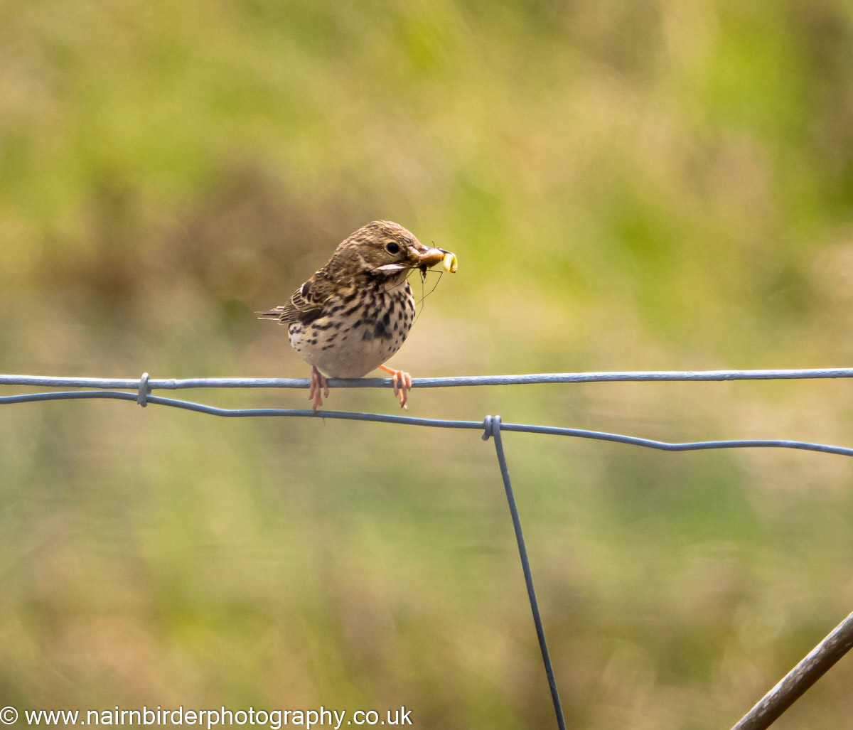 Meadow Pipit at Lochindorb