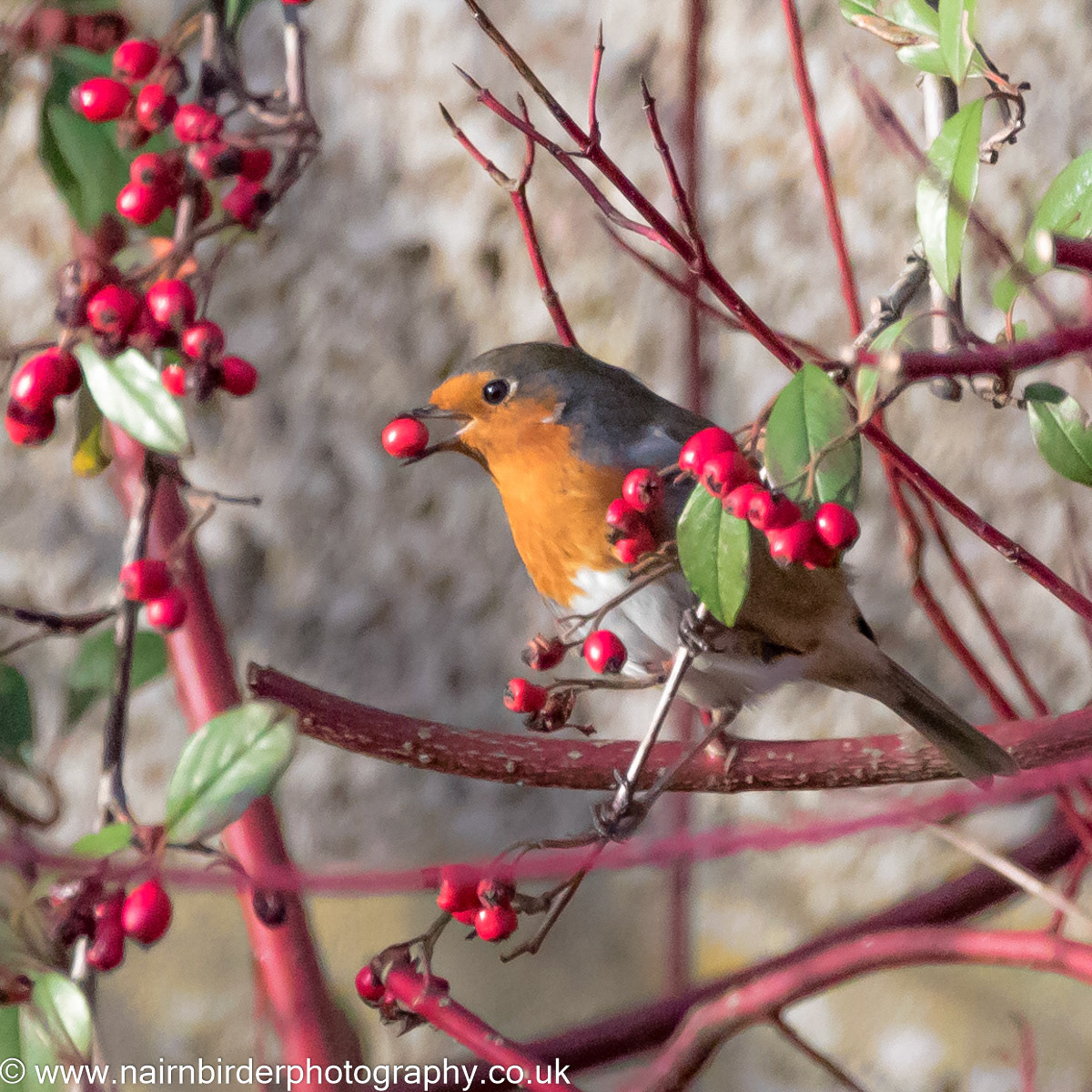 Robin in Nairn Garden