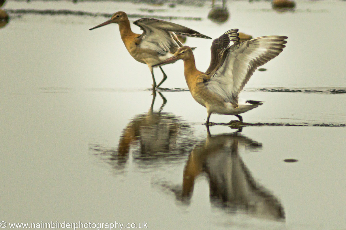 Black-tailed Godwits at a pig farm to the west of Nairn
