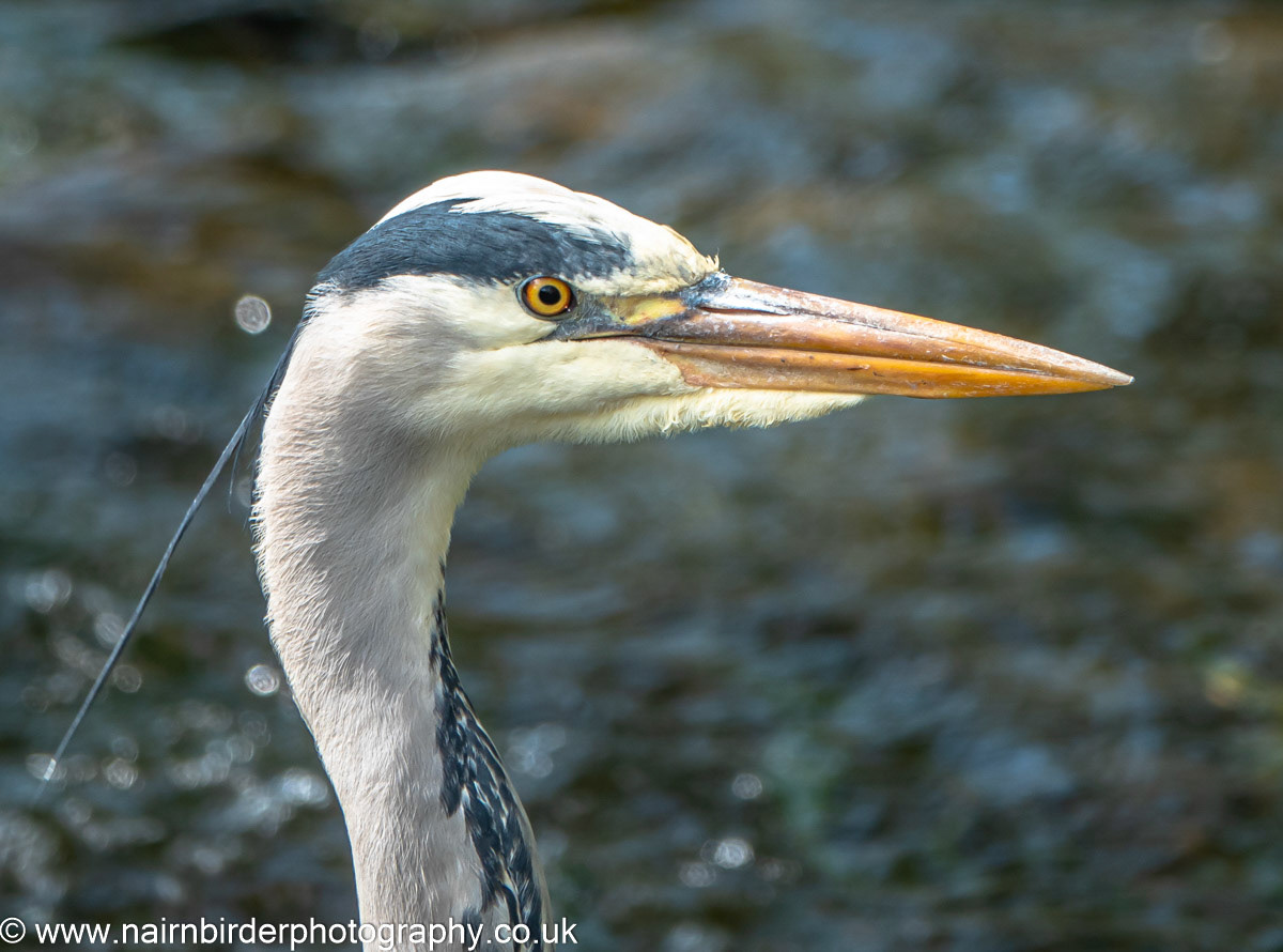 Grey Heron on the River Nairn