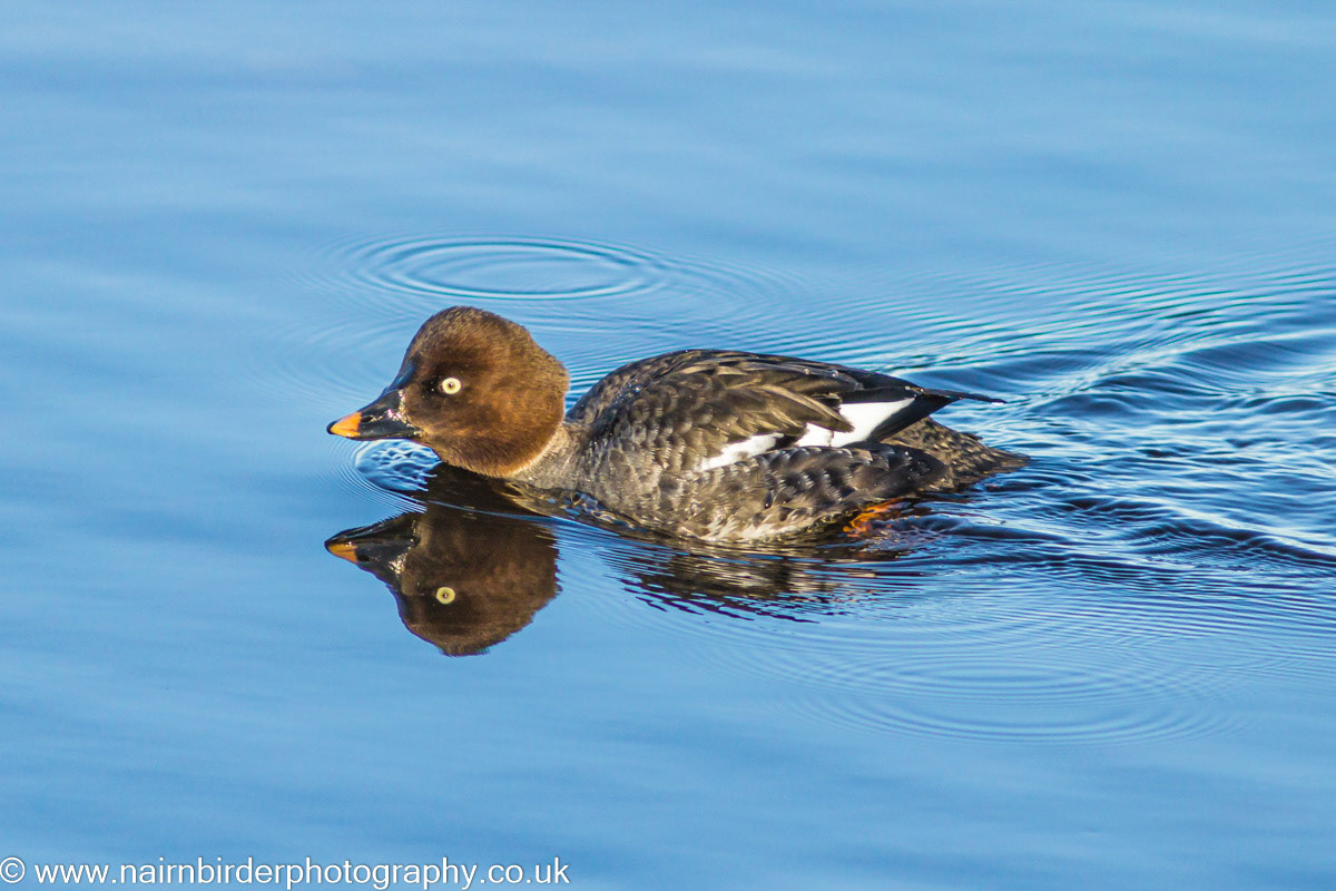 Golden Eye in the River Nairn