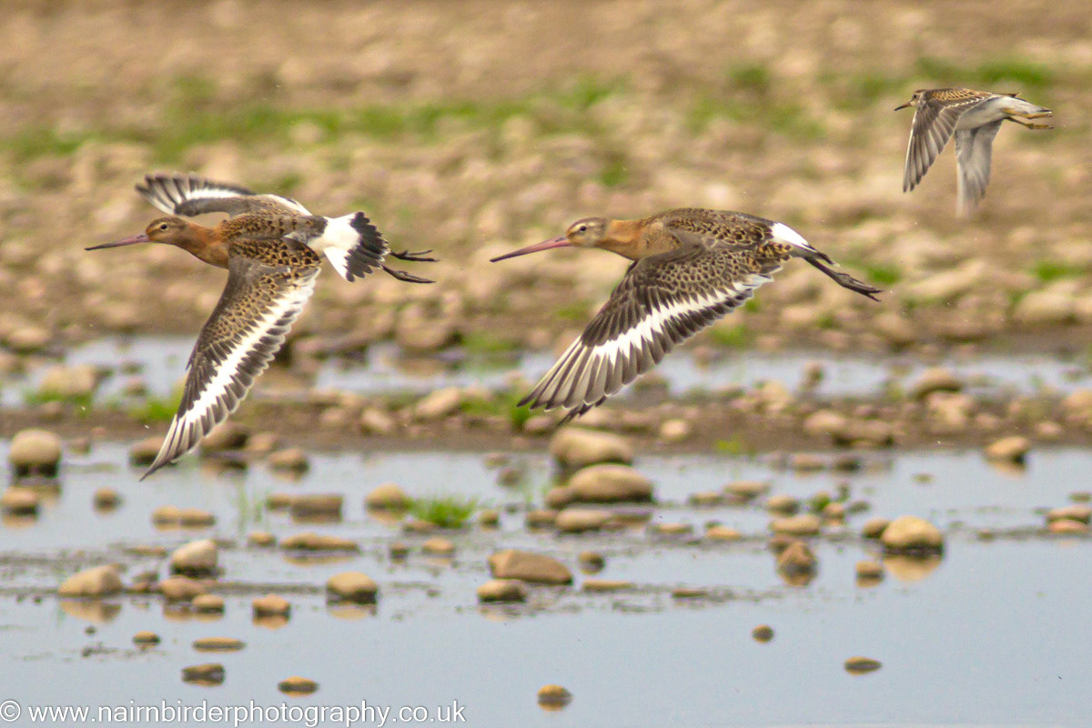 Black-tailed Godwits with a Teminck's Stint in pursuit at a pig farm to the west of Nairn