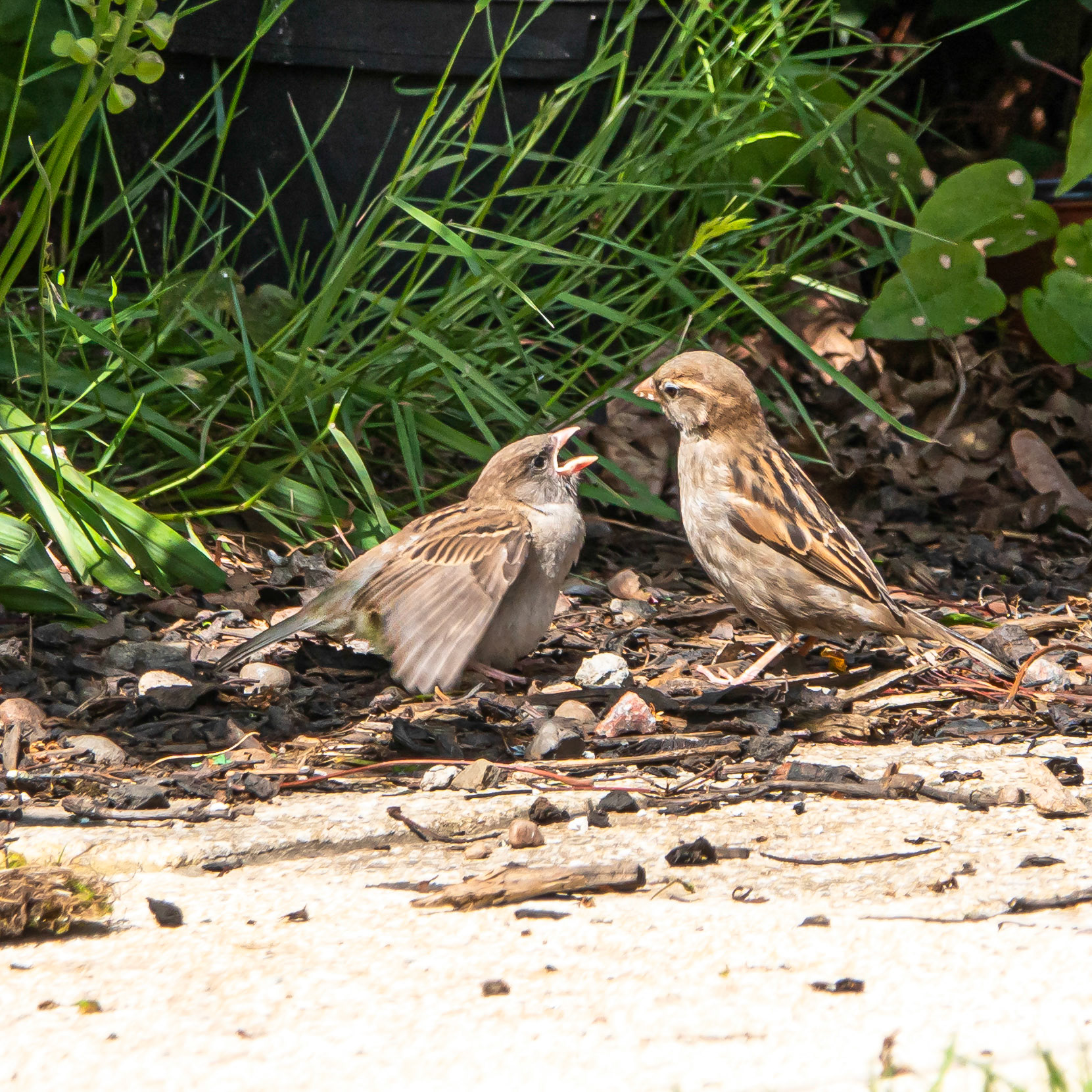 Sparrows feeding in a Nairn garden