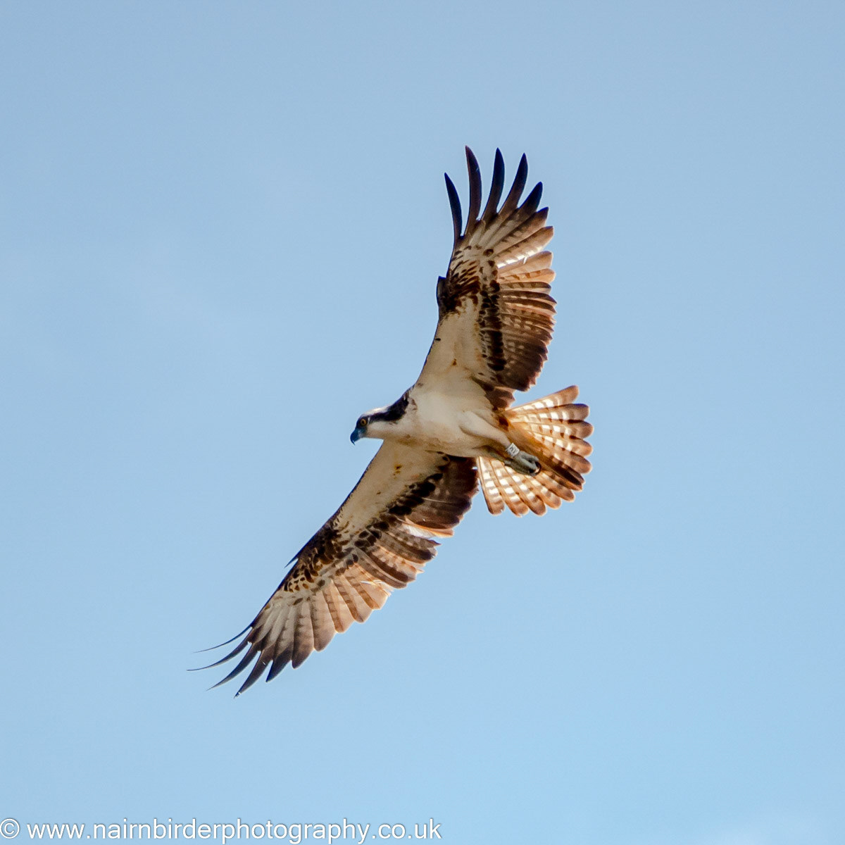 Osprey fishing at Lossiemouth