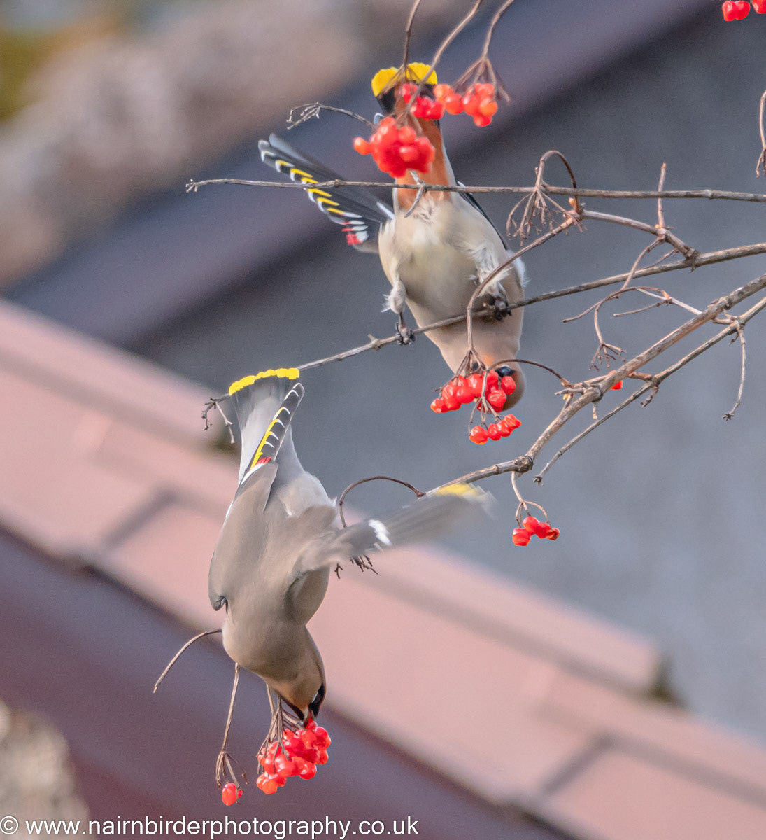 Waxwings in a Nairn garden