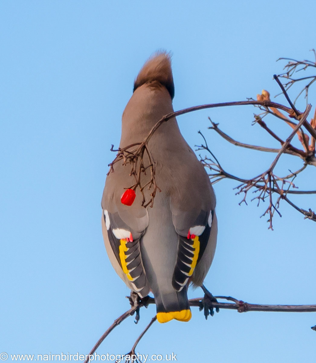 Waxwings in a Nairn garden