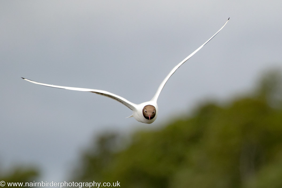 Blackheaded Gull at Lochindorb