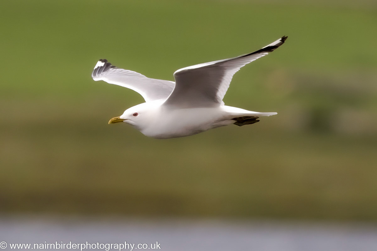 Gull at Lochindorb