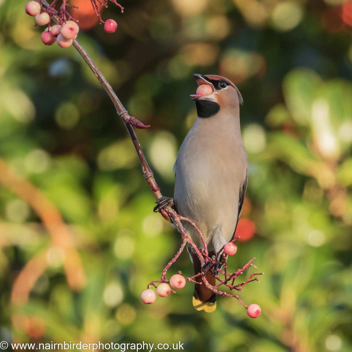 Waxwing feeding in Nairn