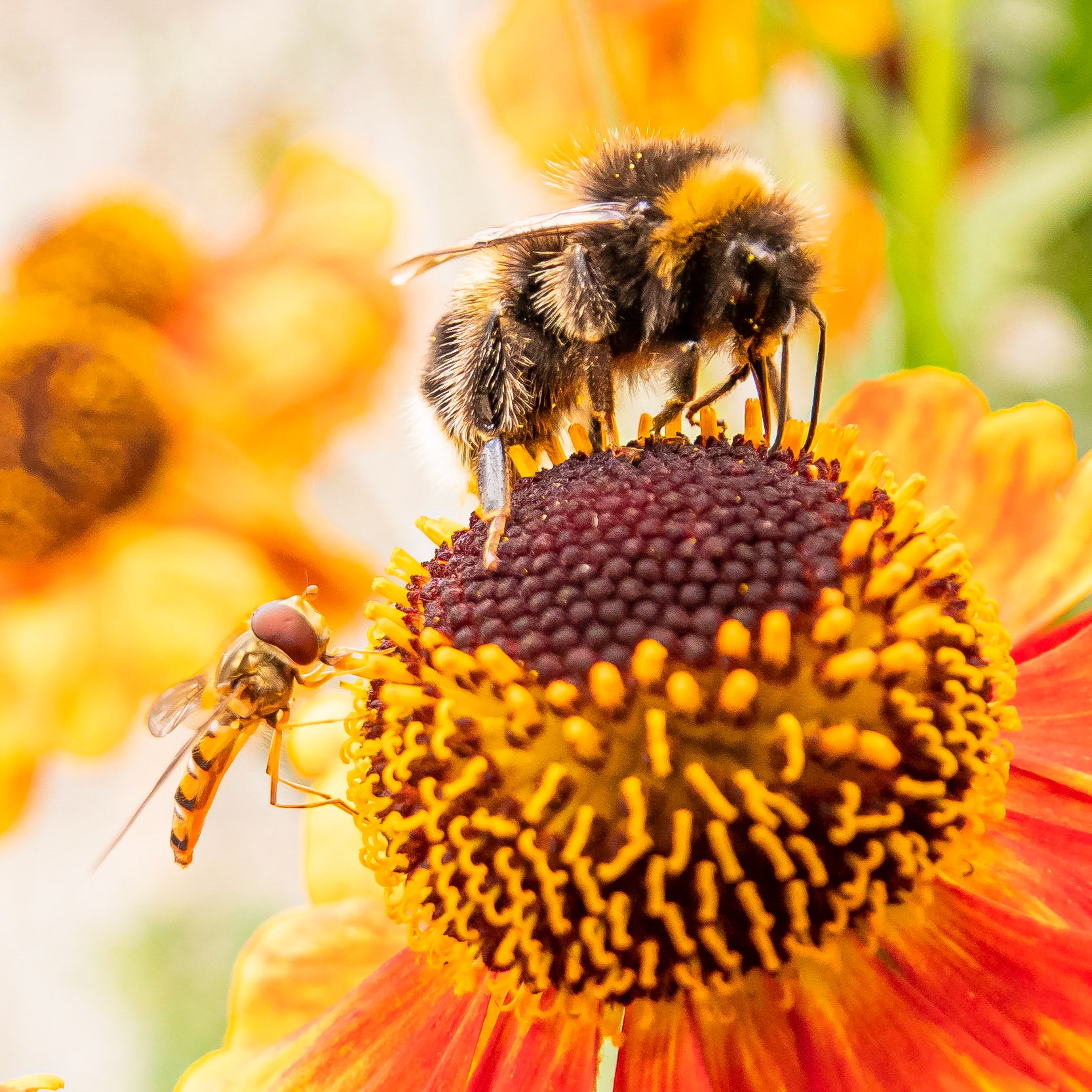 Bumblebee and Hover Fly on Heleniums in a Nairn Garden