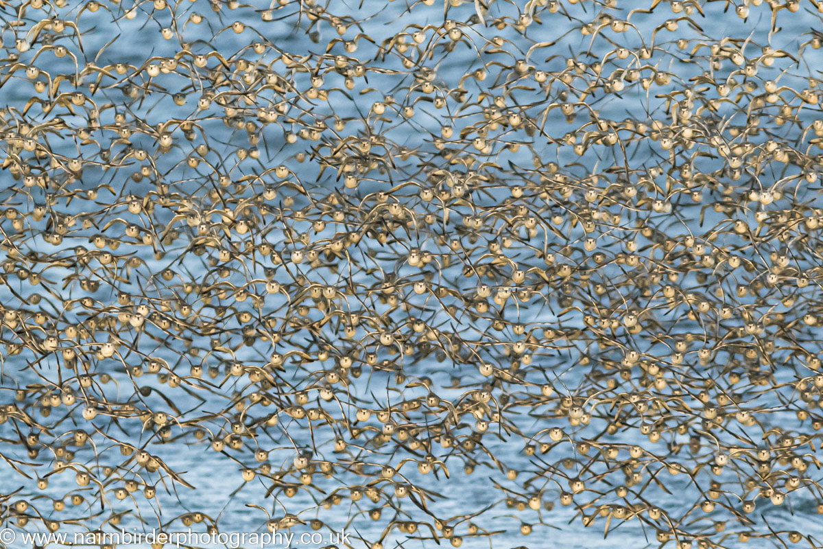 Flock of Knot flying toward Nairn Harbour