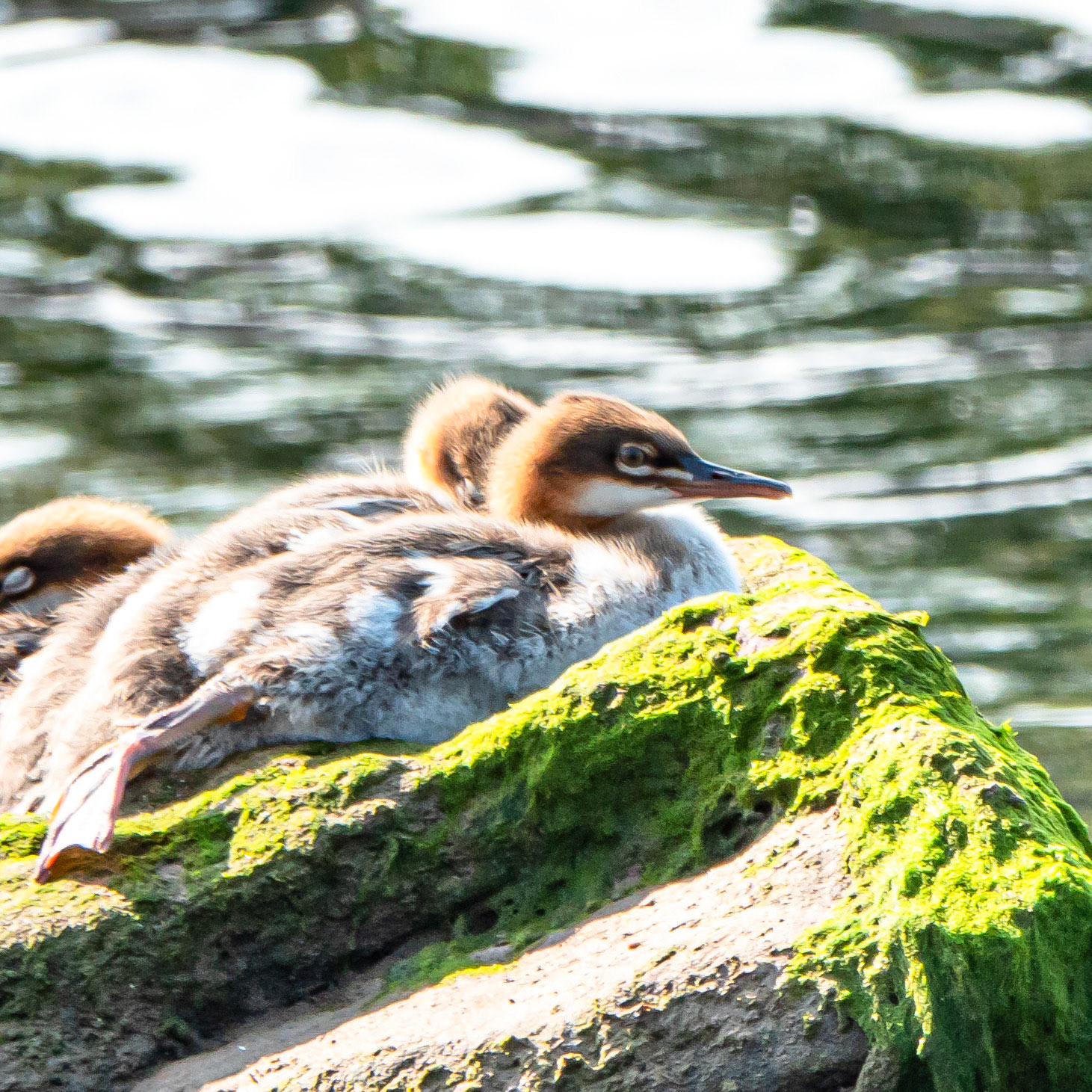 Goosander Ducklings on River Nairn