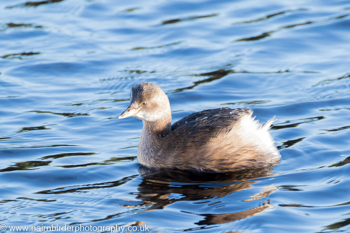 Little Grebe on the River Nairn