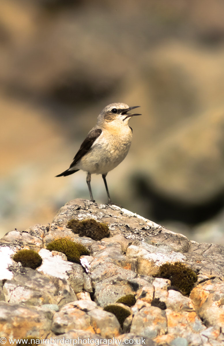 Wheatear on Mull