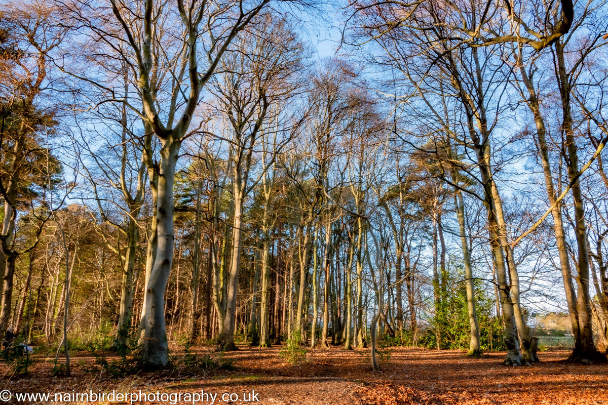 Along the River Nairn