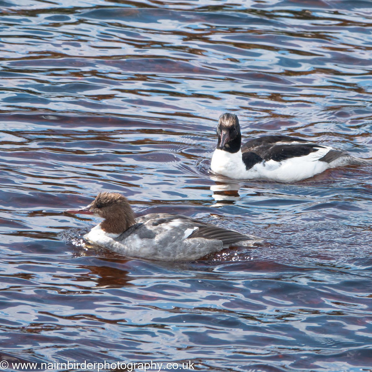 Pair of Goosander on the River Nairn