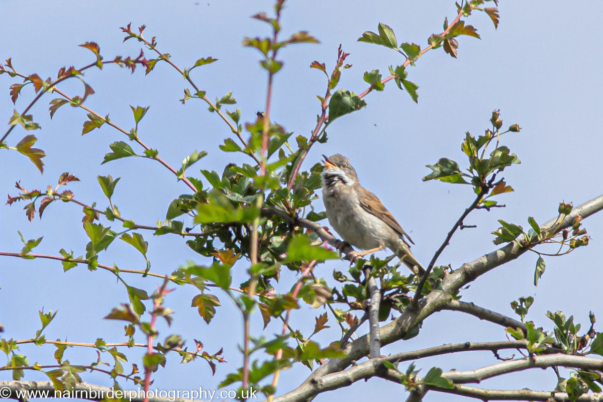 Whitethroat singing in Kingsteps Quarry, Nairn