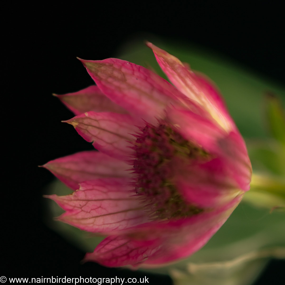 Flower in Nairn Garden