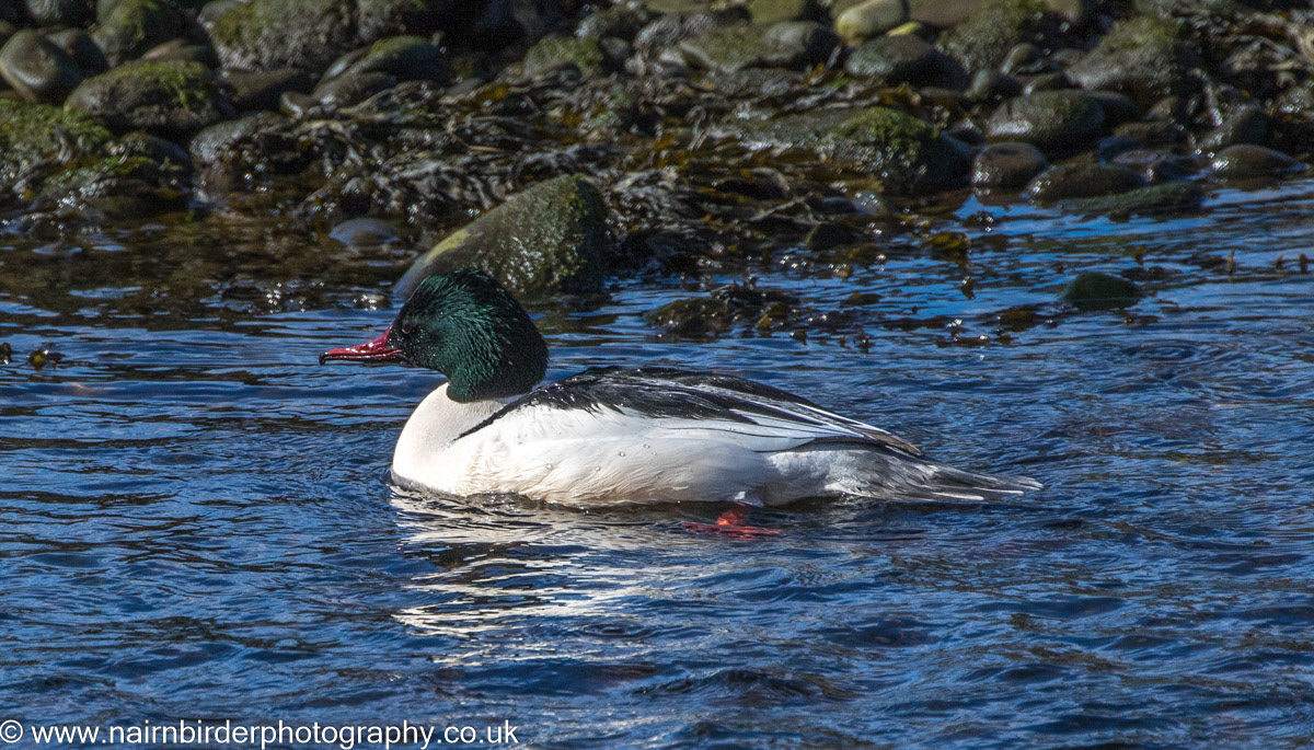 Goosander on the River Nairn