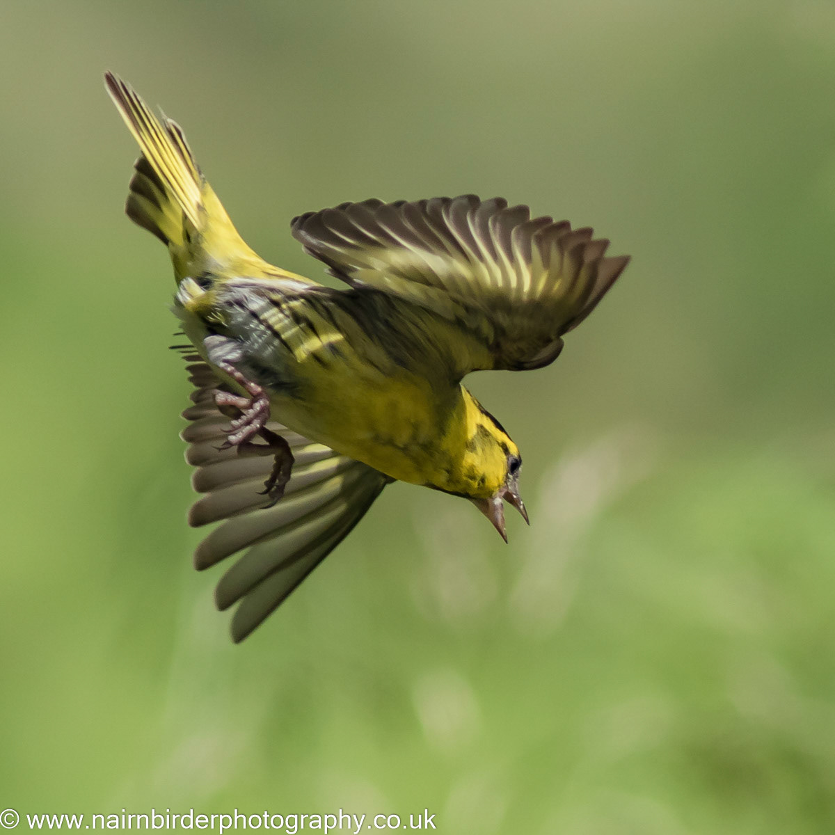 Siskin on Mull