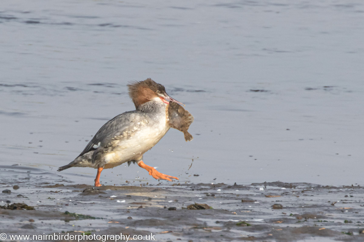 Gooseander with Flounder at Lossiemouth Estuary