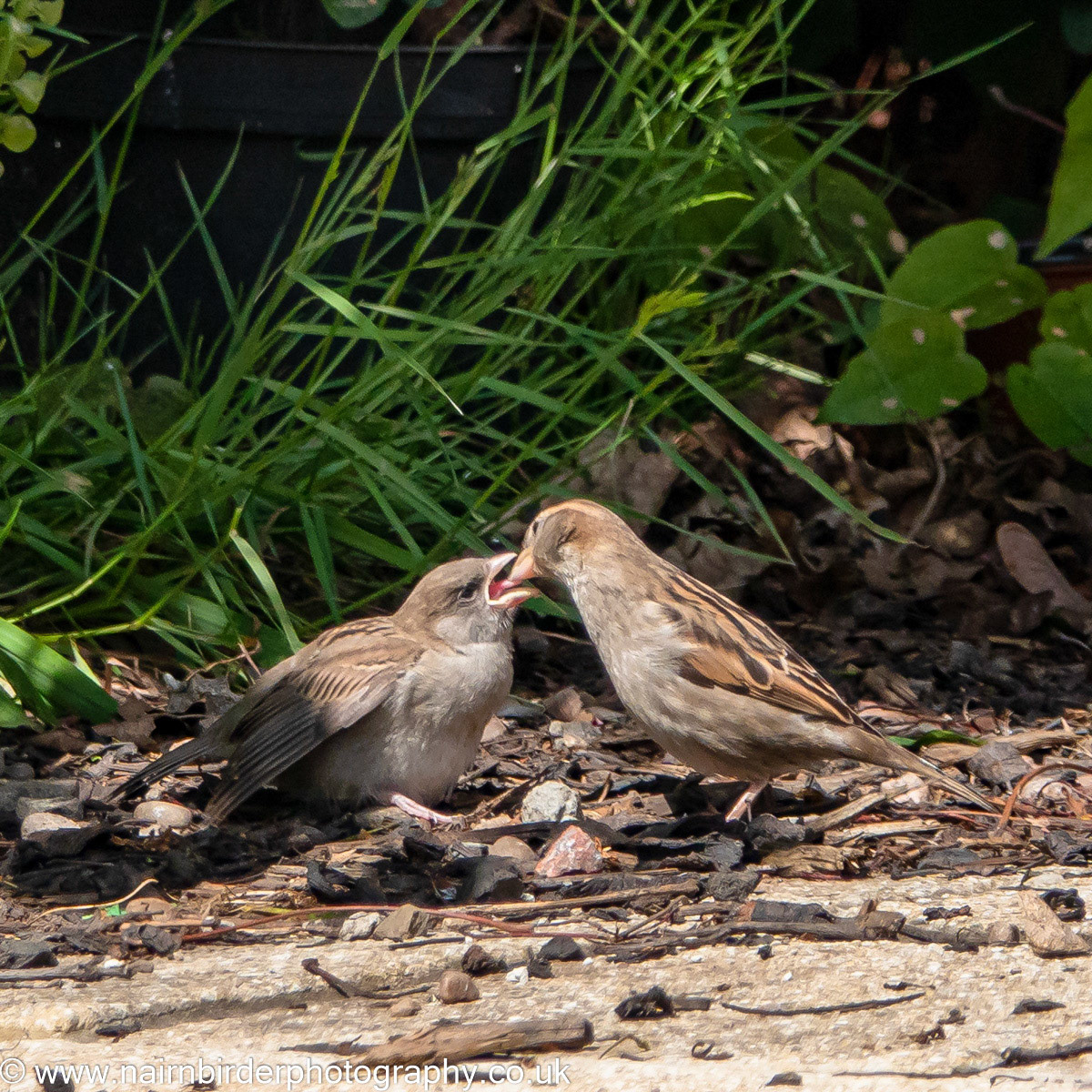 Sparrows feeding in a Nairn garden