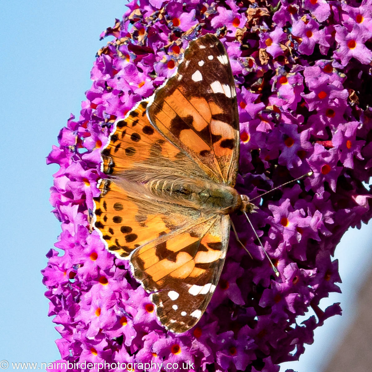 Painted-lady in Nairn Garden