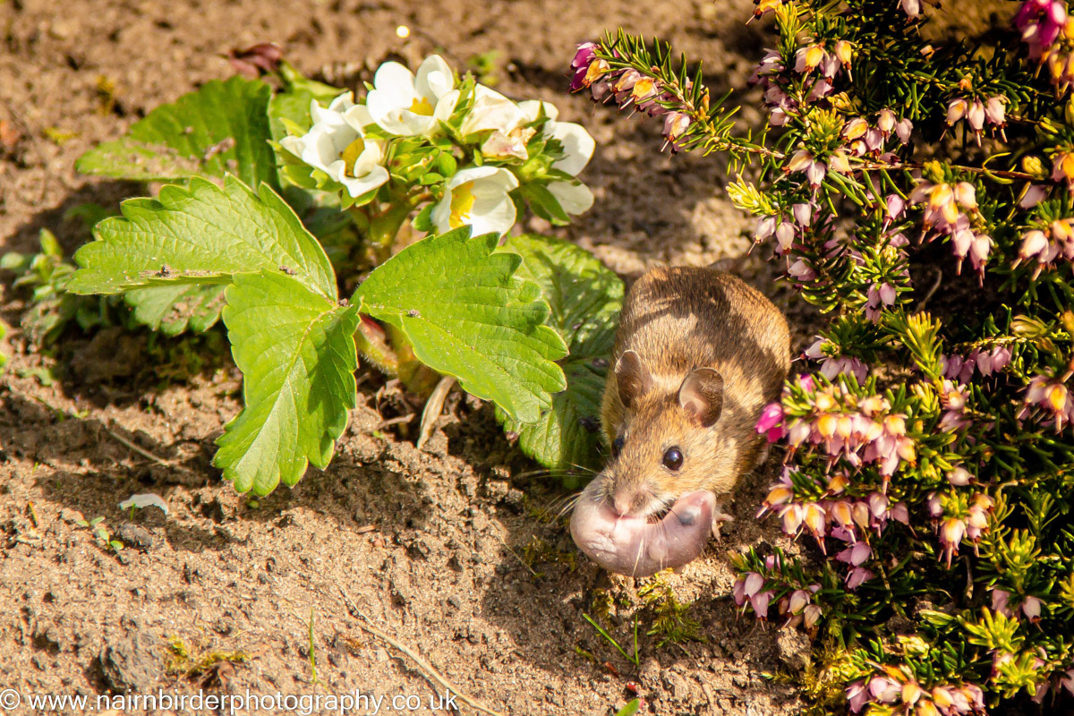 A Moose moving hoose in a garden in Nairn