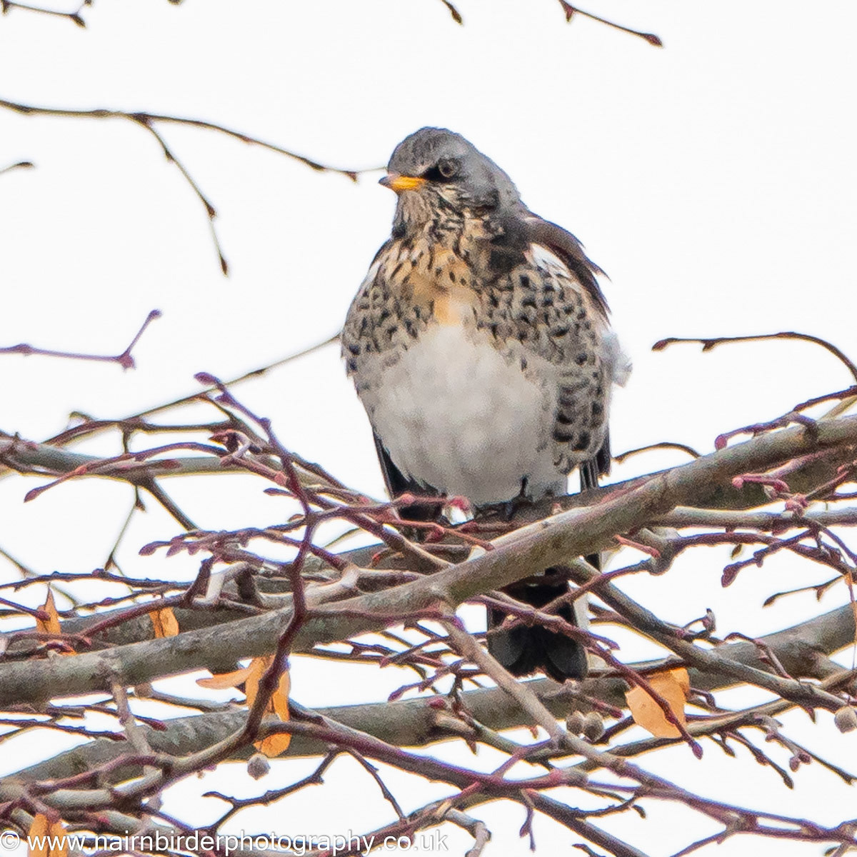 Fieldfare