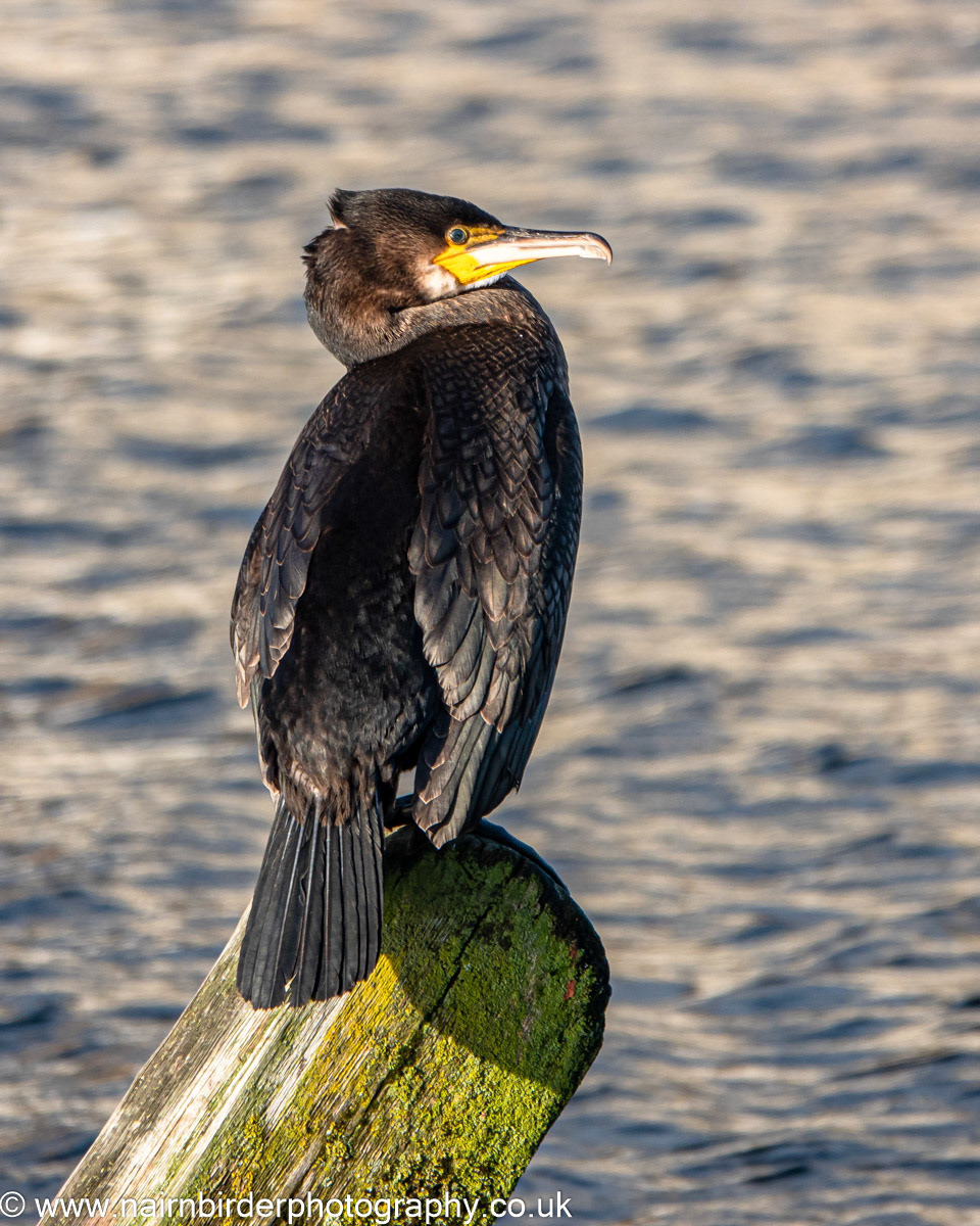 Cormorant on the River Nairn