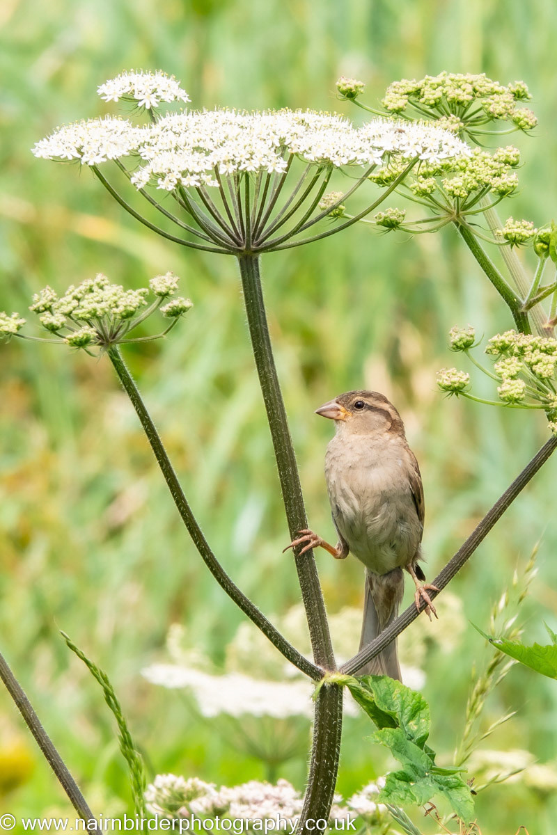 House Sparrow