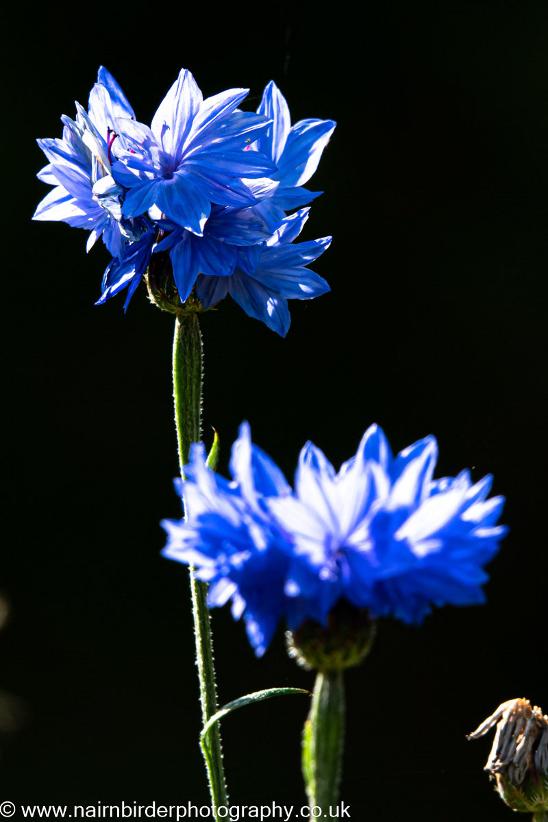 Cornflower in Nairn Garden