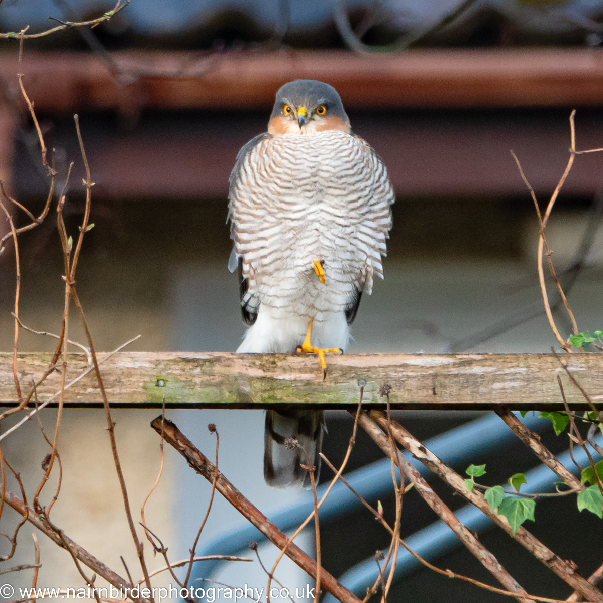 Sparrowhawk in Nairn Garden