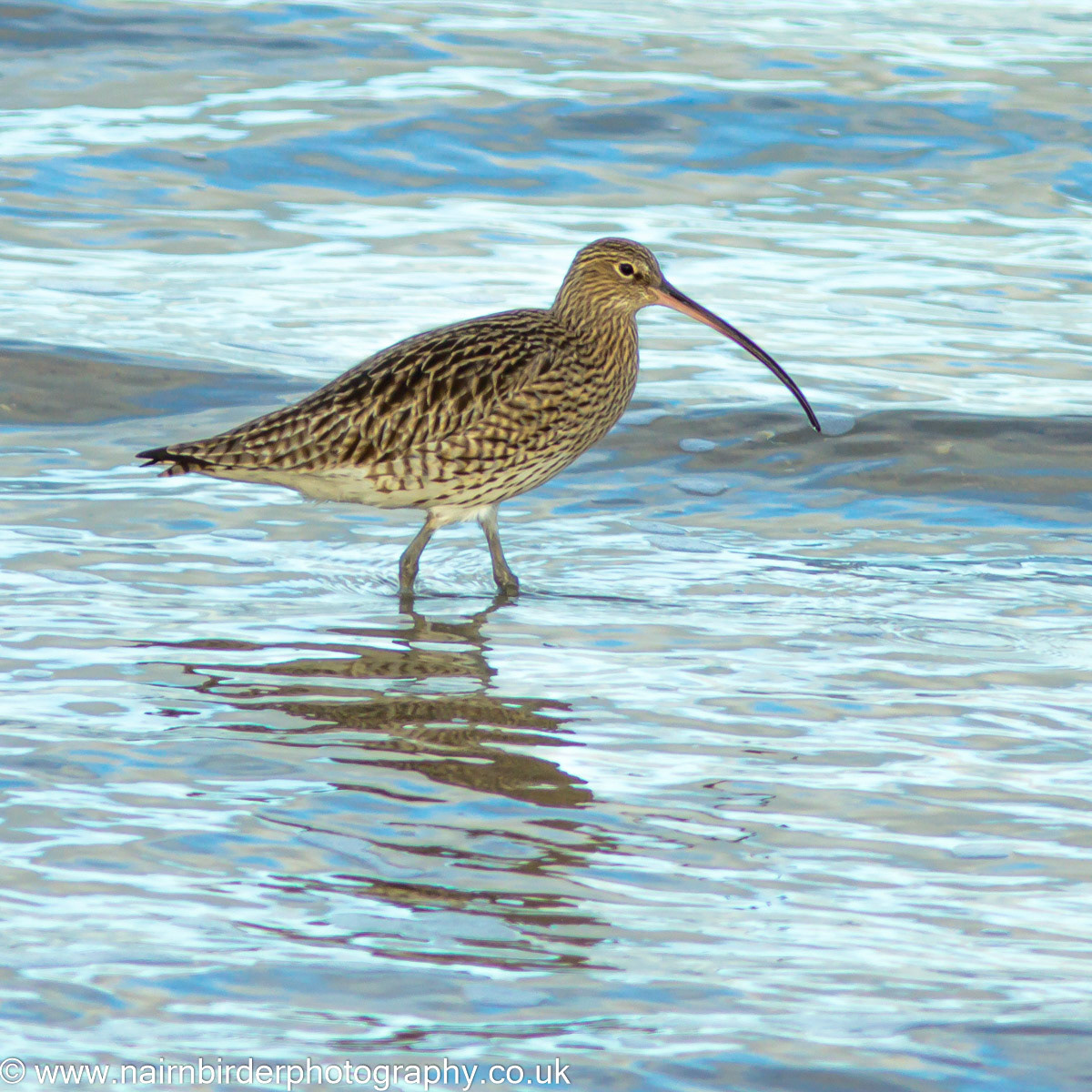 Curlew on the Beach at Nairn