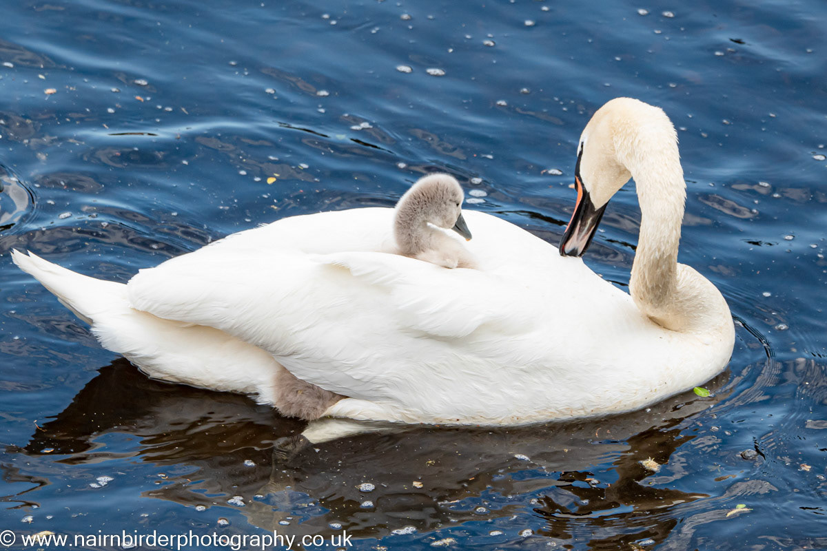 Swan and Cygnet