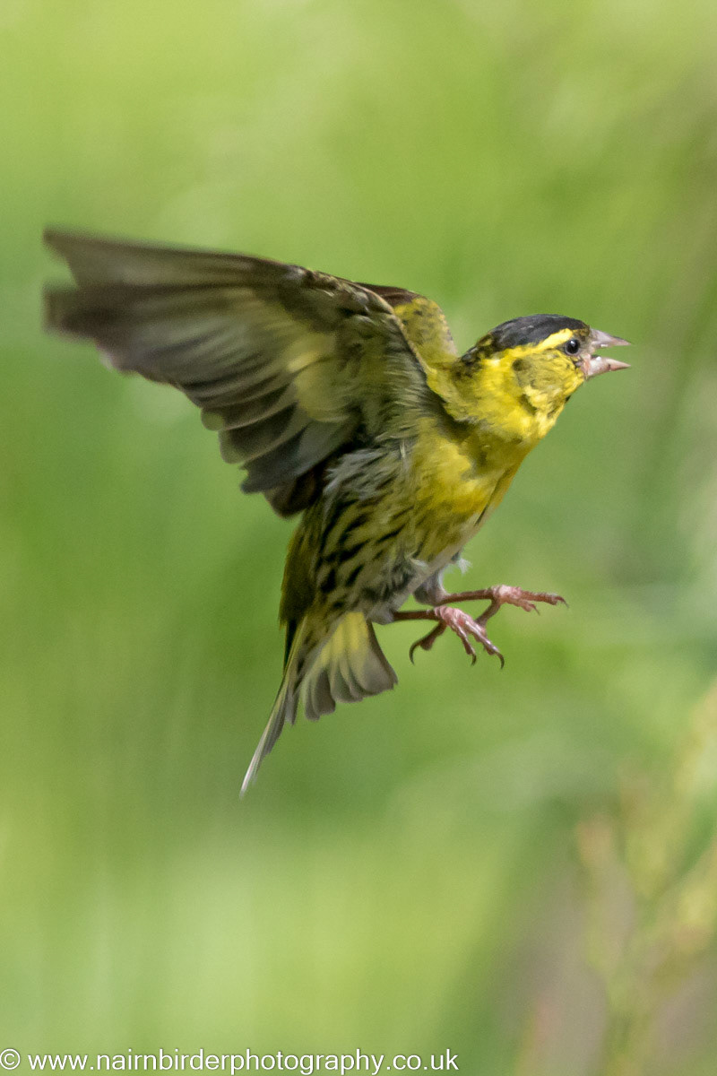 Siskin on Mull