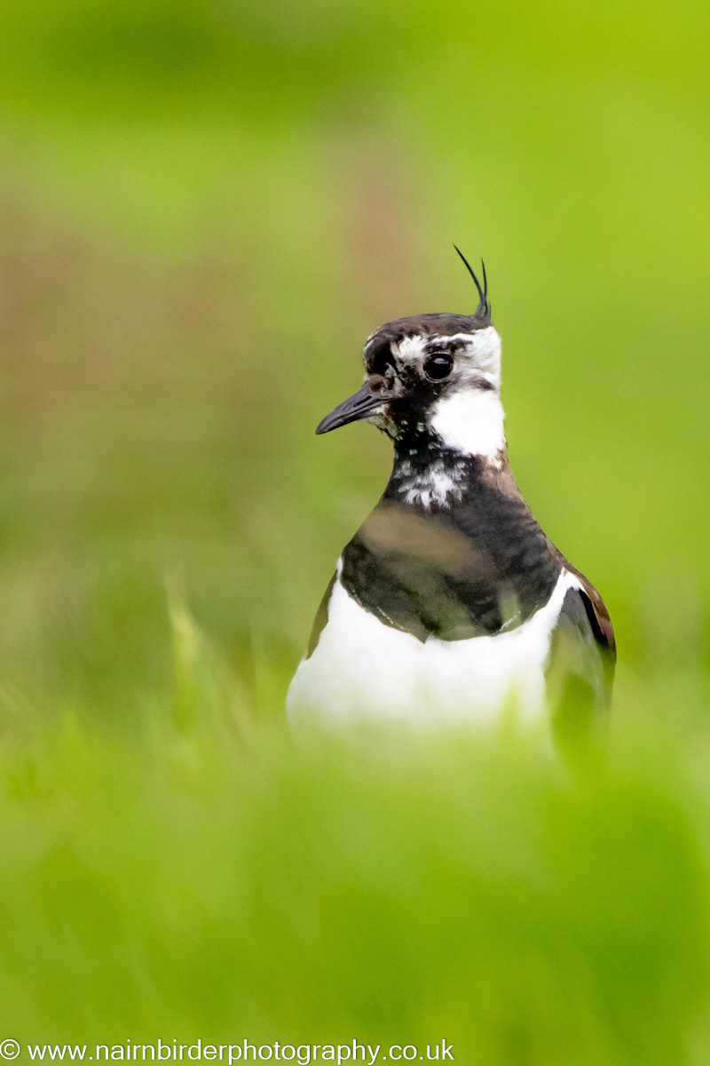 Lapwing at Lochindorb