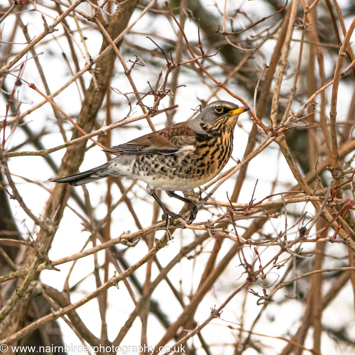 Fieldfare