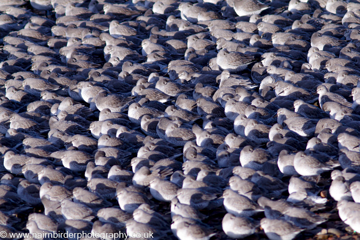 Knot resting on sandbars at Nairn
