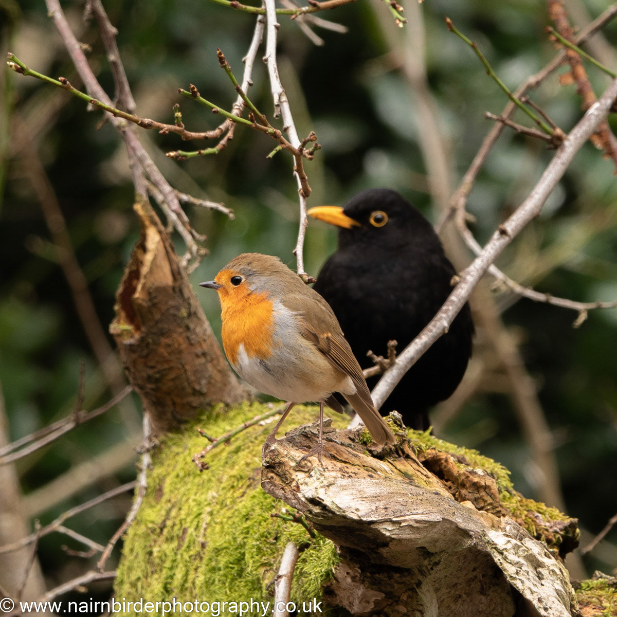 Robin (and Blackie) along the River Nairn
