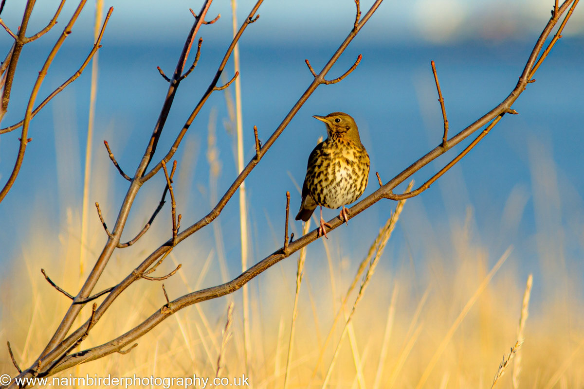 Song Thrush on the Links at Nairn
