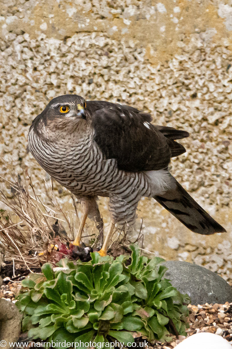 Sparrowhawk in a Nairn garden
